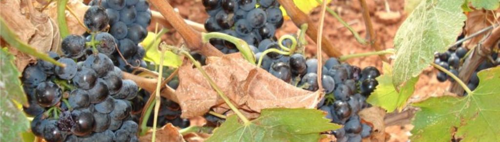 vignes de la route des vins dans le Var