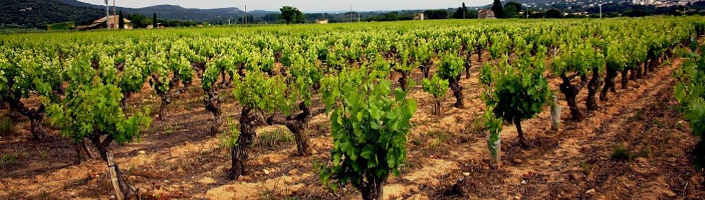 vignobles de la route des vins dans le Var