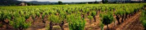 vignobles du var, route des vins dans le var